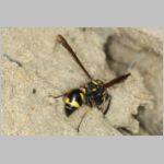 Eumenes sp - Pillenwespe 04a beim Lehm-holen im Garten.jpg